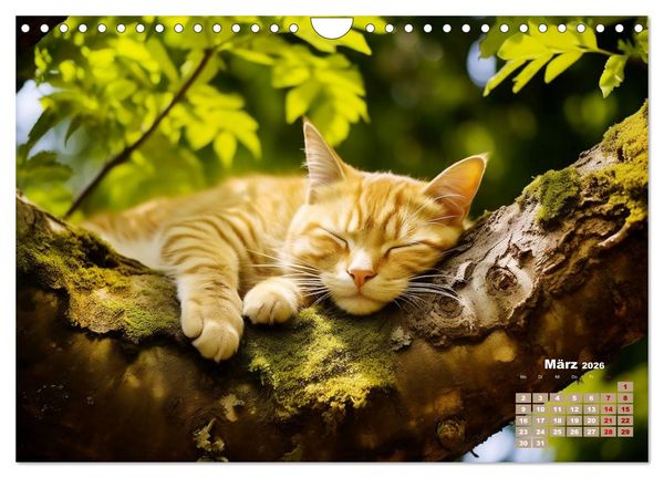 Produktbild: Lieblingsschlafpl&auml;tze (Wandkalender 2026 DIN A4 quer), CALVENDO Monatskalender