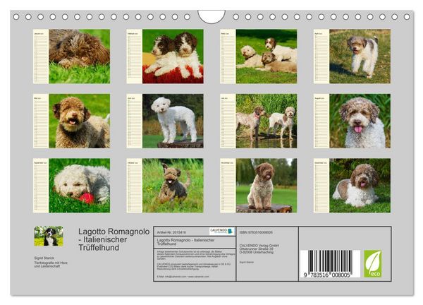 Produktbild: Lagotto Romagnolo - Italienischer Tr&uuml;ffelhund (Wandkalender 2026 DIN A4 quer), CALVENDO Monatskalender