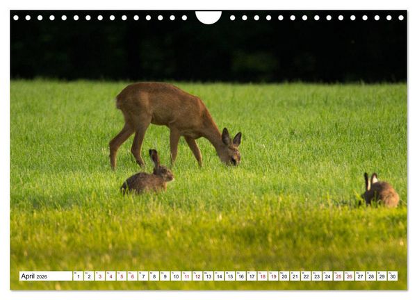 Produktbild: Anmut mit sanften Augen - Rehwild in der freien Natur (Wandkalender 2026 DIN A4 quer), CALVENDO Monatskalender