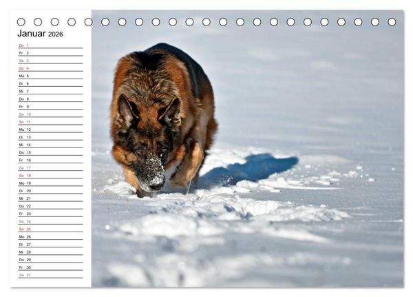 Produktbild: Deutsche Sch&auml;ferhunde - Senioren auf vier Pfoten (Tischkalender 2026 DIN A5 quer), CALVENDO Monatskalender