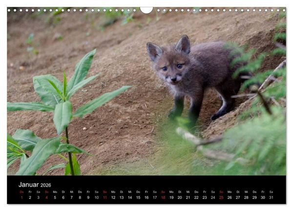 Produktbild: Ein Blick in Reinekes Kinderstube (Wandkalender 2026 DIN A3 quer), CALVENDO Monatskalender