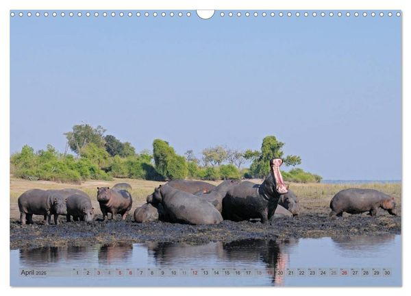 Produktbild: Flusspferde Magie des Augenblicks - Hippos in Afrika (Wandkalender 2026 DIN A3 quer), CALVENDO Monatskalender