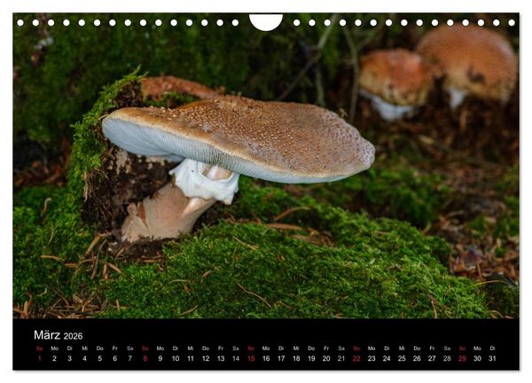 Produktbild: Pilze in Wald und Flur (Wandkalender 2026 DIN A4 quer), CALVENDO Monatskalender