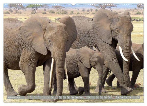 Produktbild: Asiatische und afrikanische Elefanten (hochwertiger Premium Wandkalender 2026 DIN A2 quer), Kunstdruck in Hochglanz