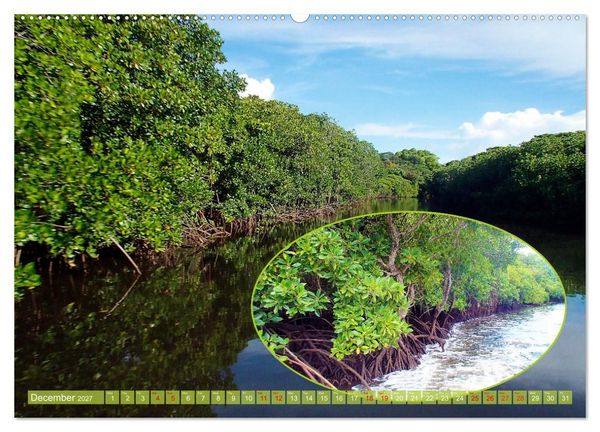 Produktbild: Mangroves - Valuable Habitat (High Quality Premium Wall Calendar 2027 DIN A2 landscape),CALVENDO 12 Month Wall Calendar