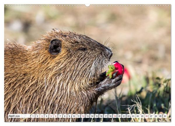Produktbild: NUTRIA mit Nachwuchs (Wandkalender 2026 DIN A2 quer), CALVENDO Monatskalender