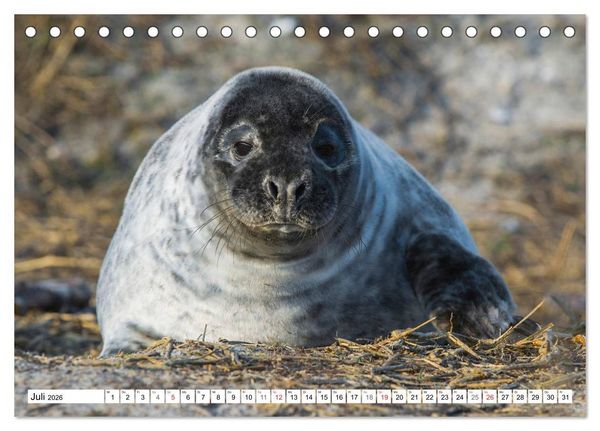 Produktbild: Kegelrobben hautnah (Tischkalender 2026 DIN A5 quer), CALVENDO Monatskalender