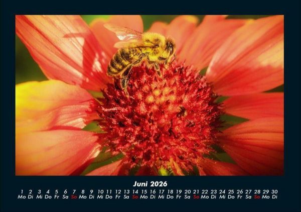 Produktbild: Blumentr&auml;ume 2026 Fotokalender DIN A4