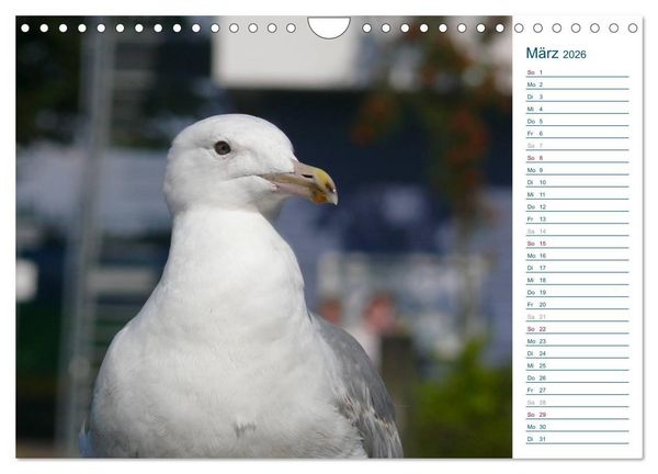 Produktbild: M&ouml;wen - Von der Ostsee bis zum Atlantik (Wandkalender 2026 DIN A4 quer), CALVENDO Monatskalender