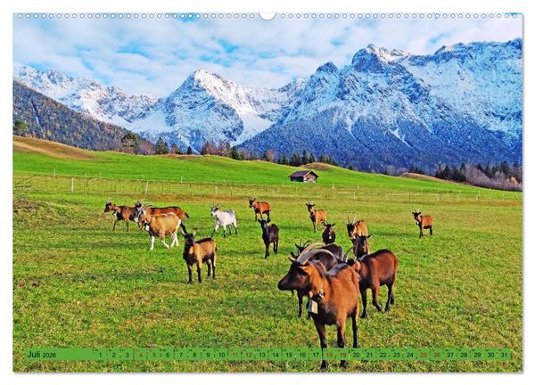 Produktbild: Auf Weidefl&auml;chen und Hochweiden (hochwertiger Premium Wandkalender 2026 DIN A2 quer), Kunstdruck in Hochglanz