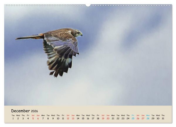 Produktbild: British Birds of Prey (High Quality Premium Wall Calendar 2026 DIN A2 landscape),CALVENDO 12 Month Wall Calendar