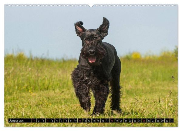 Produktbild: Treuer Freund Riesenschnauzer (Wandkalender 2026 DIN A2 quer), CALVENDO Monatskalender