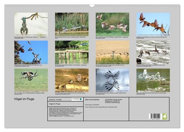 Produktbild: V&ouml;gel im Fluge (Wandkalender 2026 DIN A2 quer), CALVENDO Monatskalender