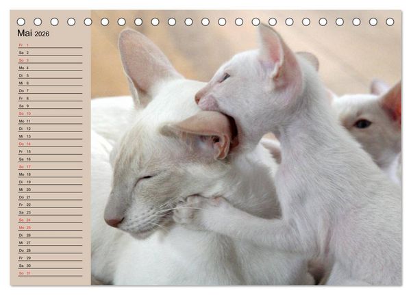 Produktbild: Siamkatzen - Kleiner Frechdachs mit Familie (Tischkalender 2026 DIN A5 quer), CALVENDO Monatskalender