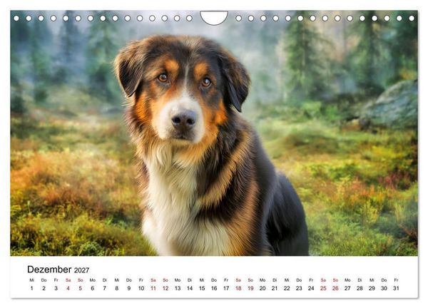 Produktbild: Stolz und Sanftmut - Berner Sennenhunde (Wandkalender 2027 DIN A4 quer), CALVENDO Monatskalender