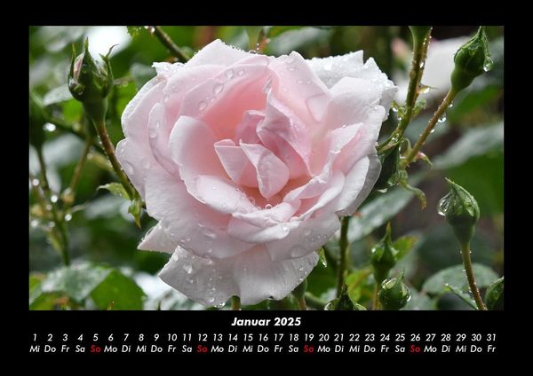 Produktbild: Rosentraum 2025 Fotokalender DIN A3