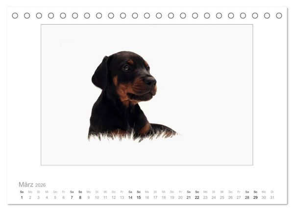 Produktbild: Dobermann Welpen (Tischkalender 2026 DIN A5 quer), CALVENDO Monatskalender