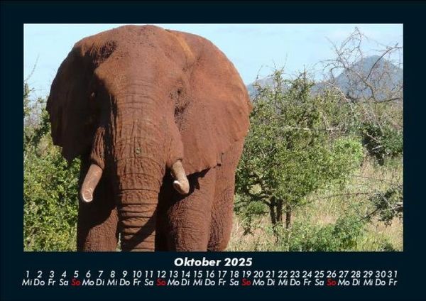Produktbild: Elefanten - Die sanften Riesen Afrikas 2025 Fotokalender DIN A5