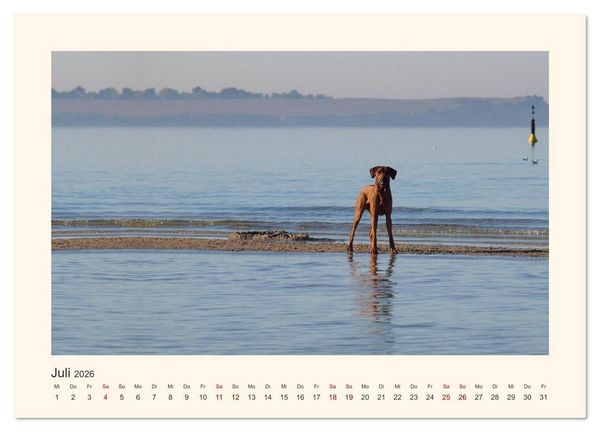 Produktbild: Rhodesian Ridgeback Power aus S&uuml;dafrika (Wandkalender 2026 DIN A3 quer), CALVENDO Monatskalender