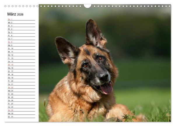 Produktbild: Deutsche Sch&auml;ferhunde - Liebenswerte Graunasen (Wandkalender 2026 DIN A3 quer), CALVENDO Monatskalender