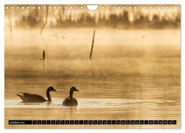 Produktbild: BERNACHES (Calendrier mural 2026 DIN A4 vertical), CALVENDO calendrier mensuel