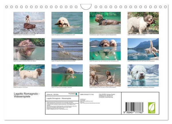 Produktbild: Lagotto Romagnolo - Wasserspiele (Wandkalender 2026 DIN A4 quer), CALVENDO Monatskalender