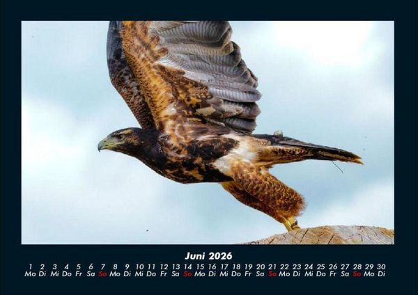 Produktbild: Vogelparadies 2026 Fotokalender DIN A4