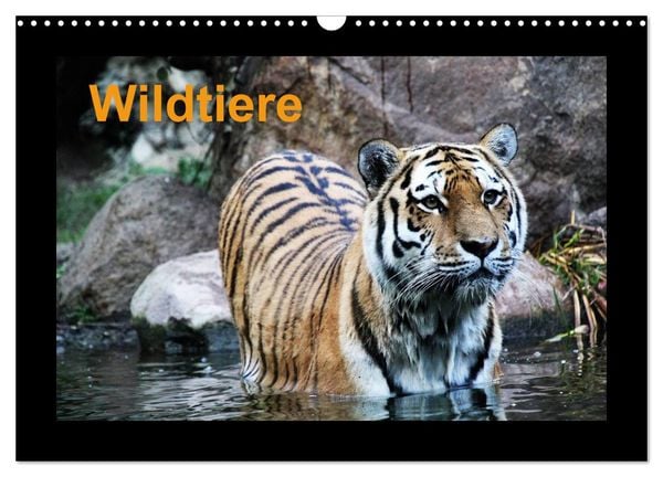 Produktbild: Wildtiere (Wandkalender 2026 DIN A3 quer), CALVENDO Monatskalender