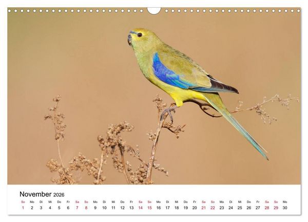 Produktbild: Australische Papageien (Wandkalender 2026 DIN A3 quer), CALVENDO Monatskalender
