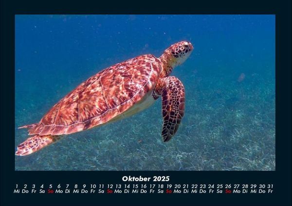 Produktbild: Schildkr&ouml;tenzauber 2025 Fotokalender DIN A4