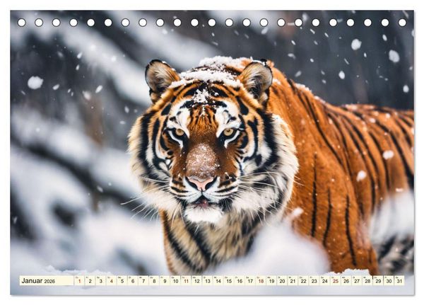 Produktbild: Tiger ganz nah (Tischkalender 2026 DIN A5 quer), CALVENDO Monatskalender