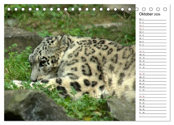 Produktbild: Der Schneeleopard (Tischkalender 2026 DIN A5 quer), CALVENDO Monatskalender