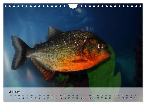 Produktbild: Knallbunte Wasserwelt. Die Welt der Fische (Wandkalender 2026 DIN A4 quer), CALVENDO Monatskalender