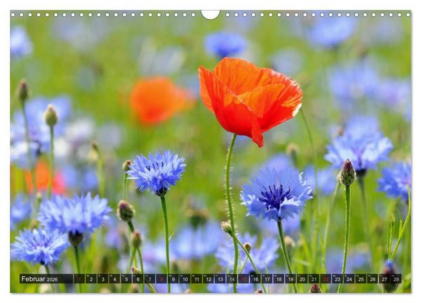 Produktbild: Farbtupfer auf sommerlichen Feldern - Mohn und Kornblumen (Wandkalender 2026 DIN A3 quer), CALVENDO Monatskalender