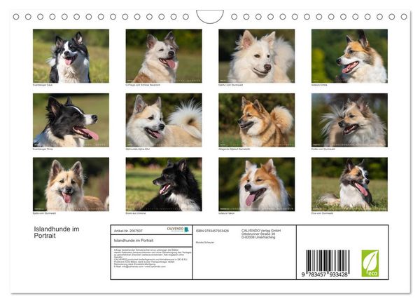 Produktbild: Islandhunde im Portrait (Wandkalender 2026 DIN A4 quer), CALVENDO Monatskalender
