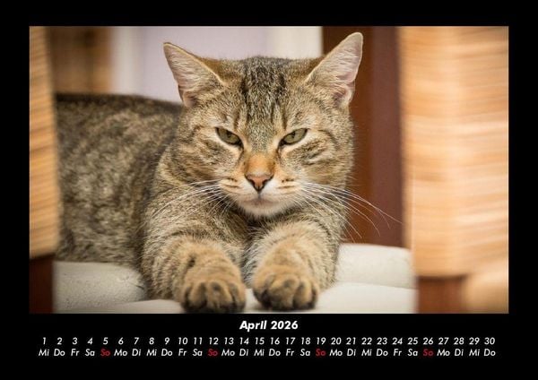Produktbild: F&uuml;r Katzenfreunde 2026 Fotokalender DIN A3