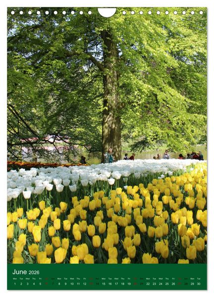Produktbild: Dutch Tulips (Wall Calendar 2026 DIN A4 portrait), CALVENDO 12 Month Wall Calendar