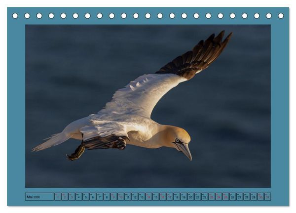 Produktbild: Helgoland und seine Basst&ouml;lpel (Tischkalender 2026 DIN A5 quer), CALVENDO Monatskalender