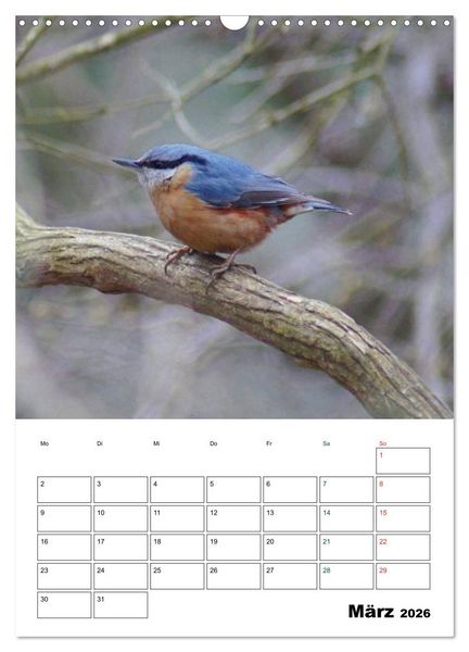 Produktbild: Heimische Singv&ouml;gel (Wandkalender 2026 DIN A3 hoch), CALVENDO Monatskalender