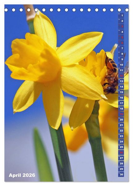 Produktbild: Blossom Love, von Bienen und Hummeln (Tischkalender 2026 DIN A5 hoch), CALVENDO Monatskalender