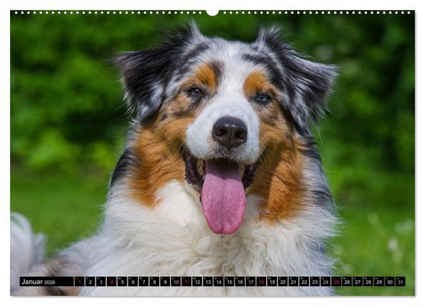 Produktbild: Bekannt wie ein bunter Hund. Australian Shepherd (Wandkalender 2026 DIN A2 quer), CALVENDO Monatskalender