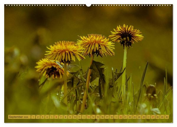 Produktbild: Wildwuchs 2026 (hochwertiger Premium Wandkalender 2026 DIN A2 quer), Kunstdruck in Hochglanz
