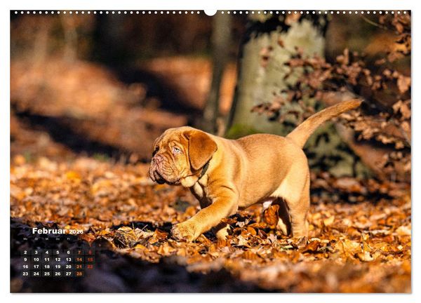Produktbild: Eine kleine Bordeauxdogge entdeckt die Welt (Wandkalender 2026 DIN A2 quer), CALVENDO Monatskalender