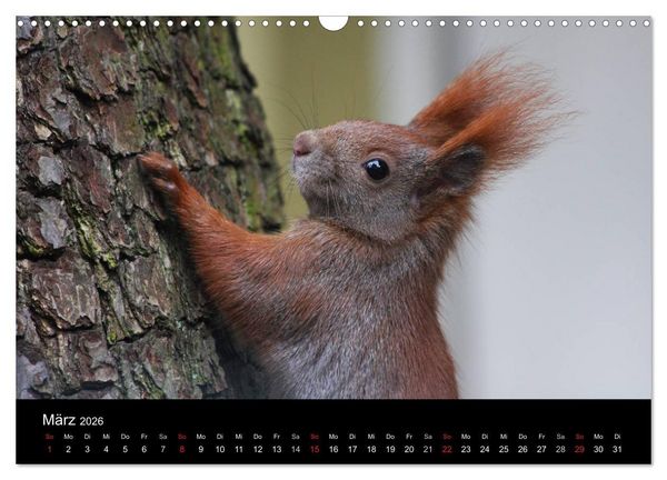 Produktbild: Artist im Garten. Das Eichh&ouml;rnchen (Wandkalender 2026 DIN A3 quer), CALVENDO Monatskalender