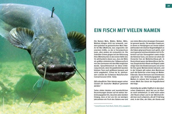 Produktbild: Welse - Giganten unserer Gew&auml;sser