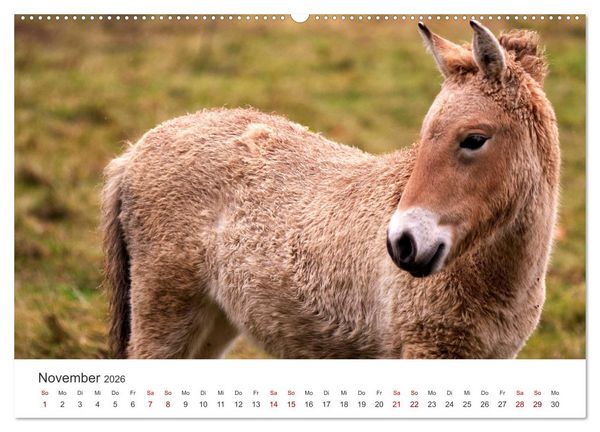 Produktbild: Freiheitsliebende Wildpferde (Wandkalender 2026 DIN A2 quer), CALVENDO Monatskalender
