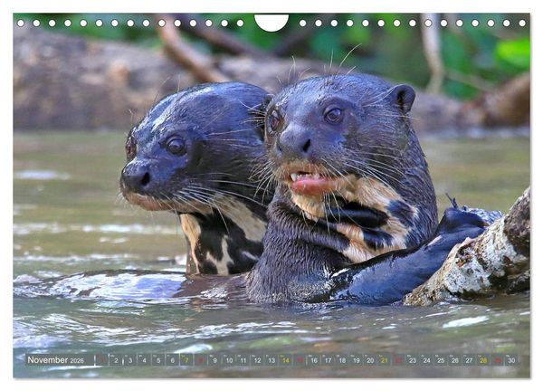 Produktbild: Riesenotter - Flussw&ouml;lfe im Pantanal (Wandkalender 2026 DIN A4 quer), CALVENDO Monatskalender