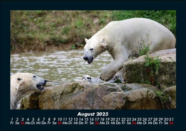 Produktbild: Der Tierkalender 2025 Fotokalender DIN A5