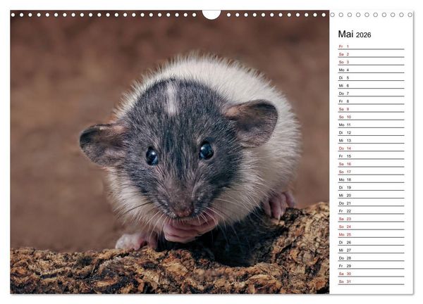 Produktbild: Ratten. Kleine Nager, gro&szlig;es Herz. (Wandkalender 2026 DIN A3 quer), CALVENDO Monatskalender