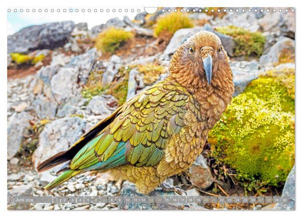 Produktbild: Papageien: Farbenpracht im Flug (Wandkalender 2026 DIN A3 quer), CALVENDO Monatskalender